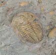 Hamatolenus vincenti Trilobite - Tinjdad, Morocco #63108-1